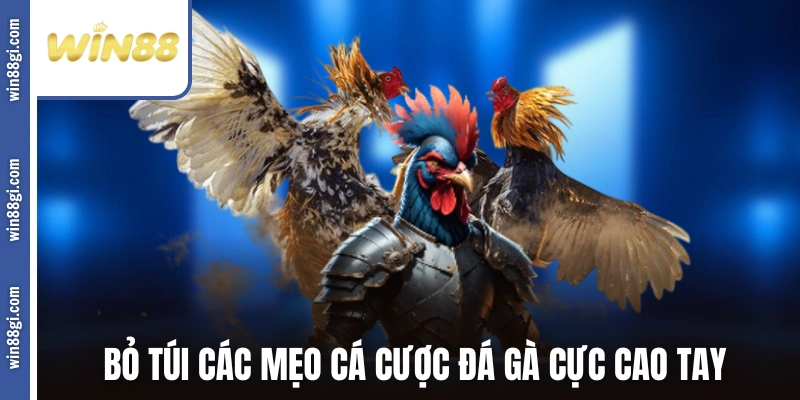 Bỏ túi các mẹo cá cược đá gà cực cao tay