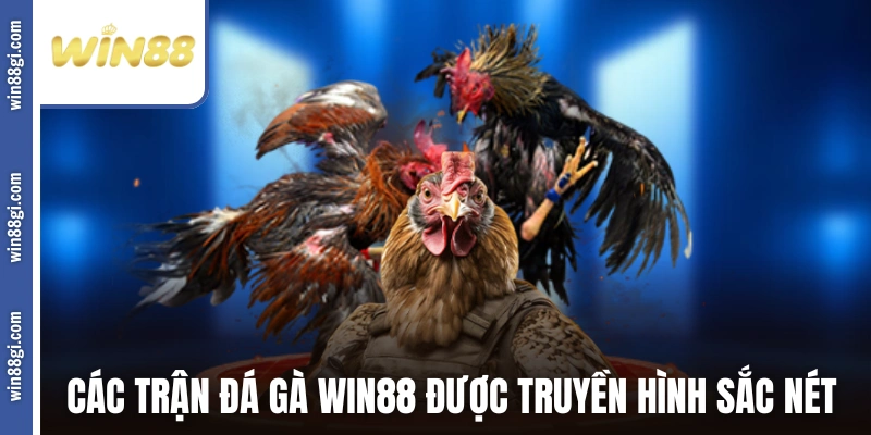 Các trận đá gà WIN88 được truyền hình sắc nét